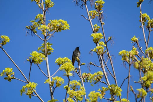 There is a starling, a songbird, in a tree.