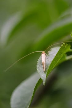 A longhorned moth on a leaf.