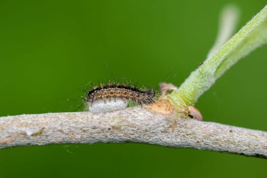 A caterpillar of the sponge spider, Lymantria dispar on a branch of a plant.