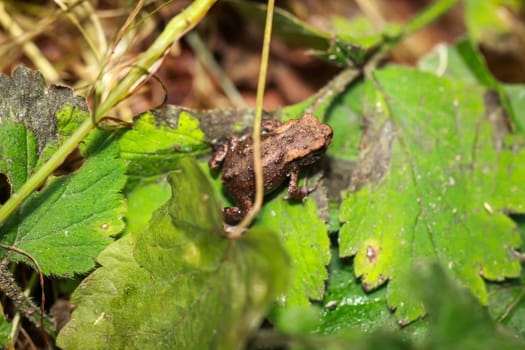 A very young common toad, a Bufo bufo, in a damp ditch.