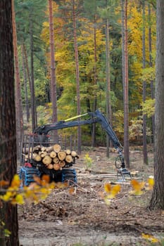 Wood is transported from a forest.