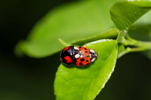 Two ladybirds mating on a leaf of a tree.