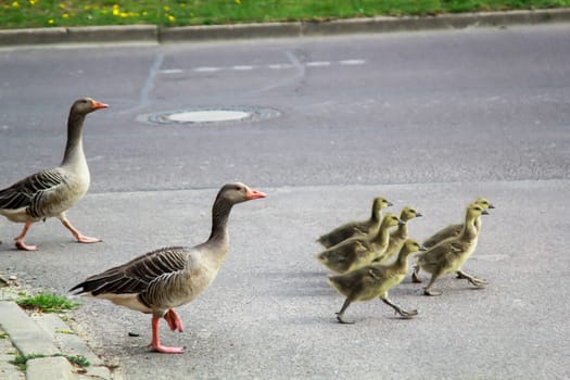 A family of greylag geese crosses a road.