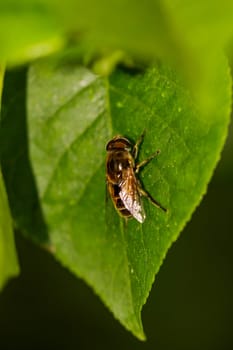 Close-up of a forest dung bee on a leaf.
