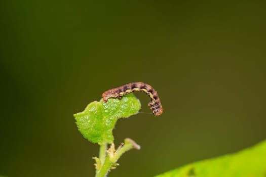 The caterpillar of a large frost moth, Erannis defoliaria on a plant.