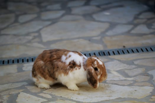 A portrait or a close-up of a dwarf rabbit.