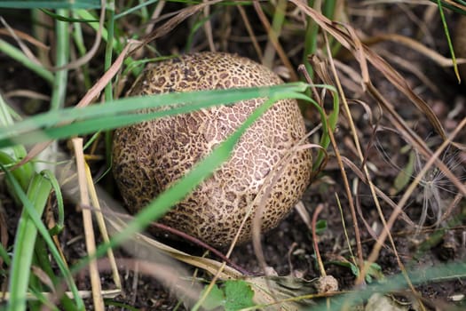 A bovist in the grass.