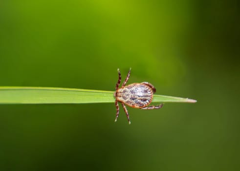 A tick, a wood tick on a piece of grass.