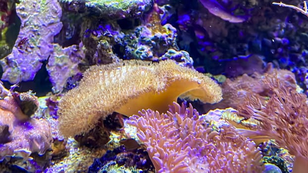 Corals and anemones, crustose anemones in a marine aquarium.