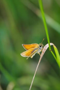 A Black and Brown Fritillary (Thymelicus lineola) on your plant.