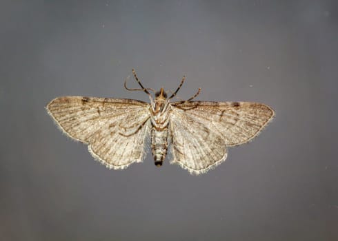 Presumably the large juniper flower moth (Eupithecia intricata) on a pane of glass.