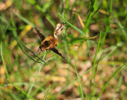 A woolly hoverfly in the grass.