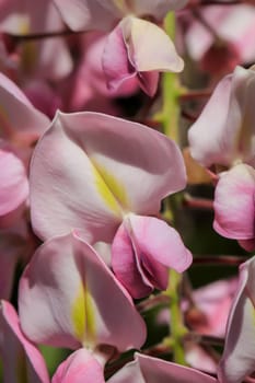 Close-up portrait of the beautiful wisteria flowers.