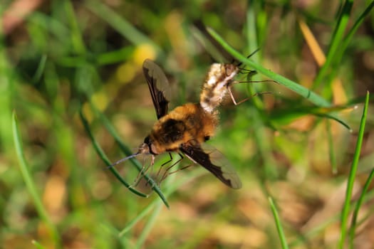 A woolly hoverfly in the grass.