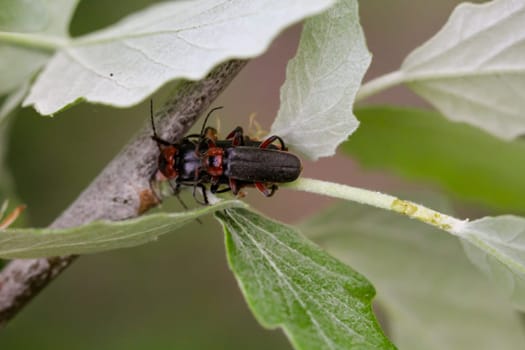 Two soldier beetles mating.