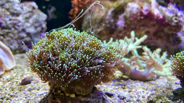 Corals and anemones, crustose anemones in a marine aquarium.