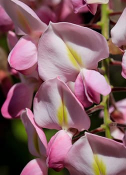 Close-up portrait of the beautiful wisteria flowers.
