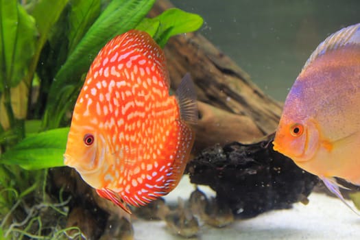 Discus fish in the aquarium.
