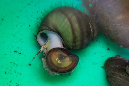 Close-up of several marsh snails in a bucket before they are placed in a pond.
