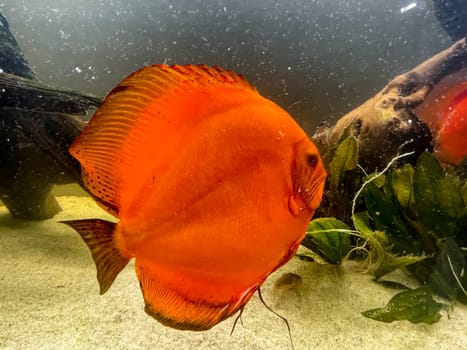 Discus fish in the aquarium.