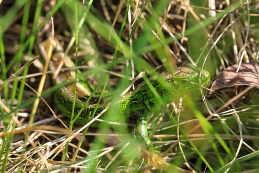 Close-up of a sand lizard in the wild. Males are green, females are brown.