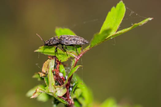 Close-up of a mouse grey click beetle.