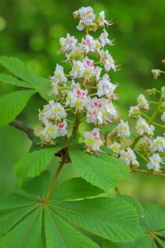 The blossoms of a chestnut tree.