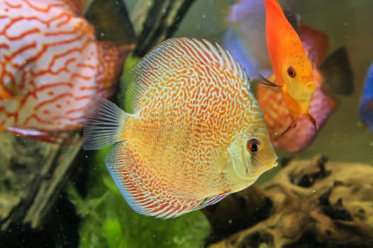 Discus fish in the aquarium.