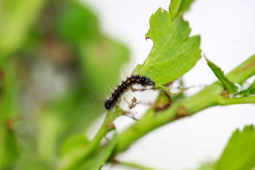 A caterpillar of a gypsy moth on a plant. Caterpillar with long hairs