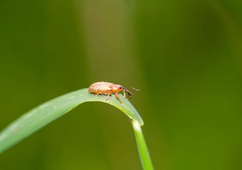 A close-up of a small weevil on the leaf of a shrub.