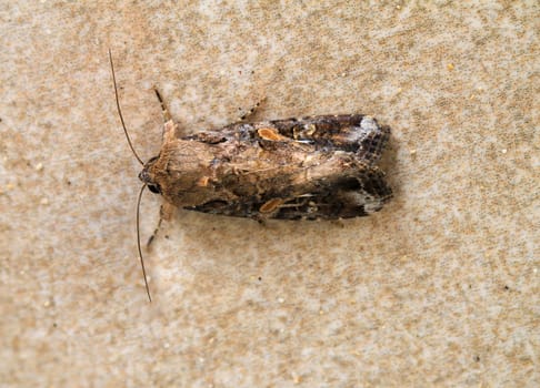 Close-up of a butterfly. Found on the island of Fureteventura.