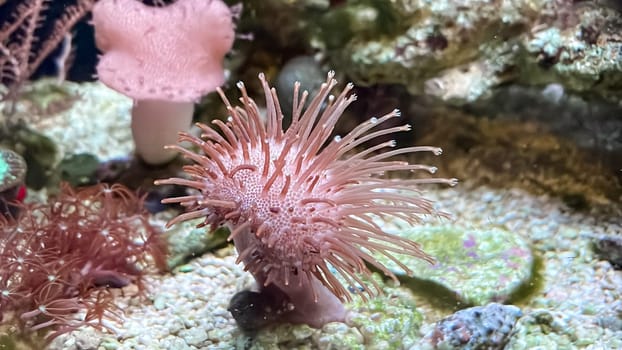 Corals and anemones, crustose anemones in a marine aquarium.