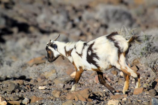 A goat on a steep slope.