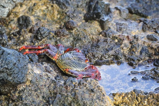A red cliff crab or red rock crab on a rock by the sea.