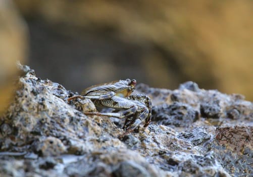 A green-brownish crab on a rock by the sea.