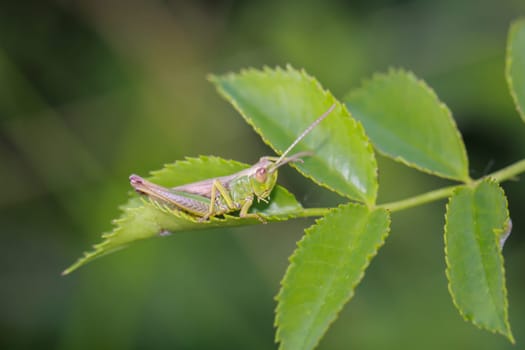 A cricket, a grasshopper on a plant in a meadow.