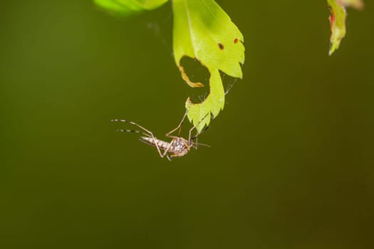 A mosquito on a leaf.