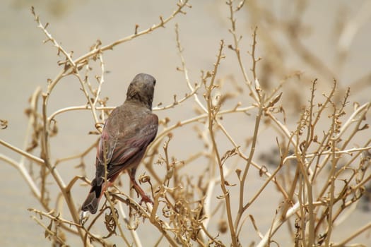 A desert bullfinch or desert trumpeter, Bucanetes githagineus in search of food.
