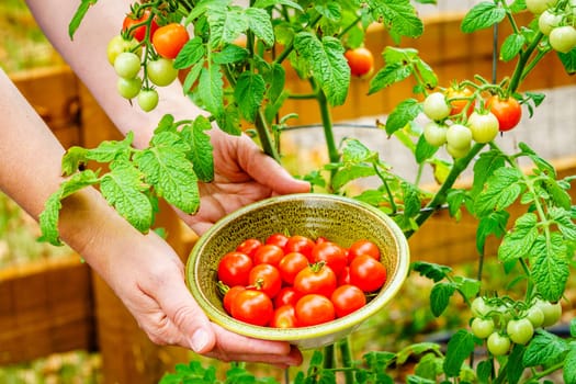 Close-up image of woman's hands holding a bowl of cherry tomatoes with tomato plant in the background