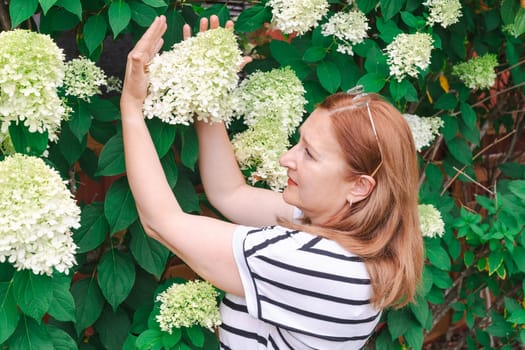 Beautiful mature woman with a  bush of panicle hydrangea in full bloom