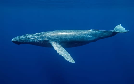A massive blue whale glides gracefully through deep blue ocean waters, its long streamlined body and distinctive features clearly visible in the crystal-clear sea.