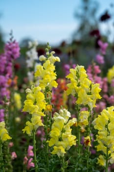 A field of flowers with yellow flowers in the foreground and pink flowers in the background. The flowers are in full bloom and the colors are vibrant