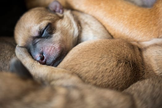 Sleeping newborn brown puppy close-up over fur