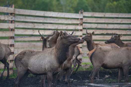 Domesticated deers marals on farm in Altay