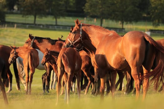 Horses in the pasture during sunset, Poland