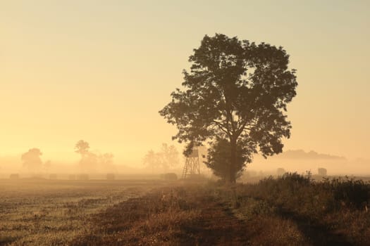 Ash tree next to dirt road in foggy weather during sunrise
