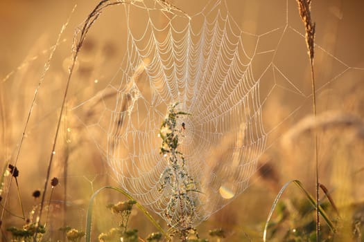 Spider web on a meadow during sunrise