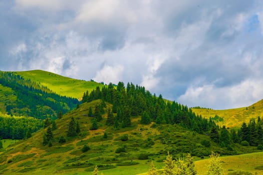 A picturesque natural landscape of a green mountain hill with spruce forest and grassy slope on it against cloudy sky at summer day.