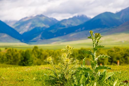 Cirsium spinosissimum (L.) Scop. or spiniest thistle closeup with green mountains in the blurry background at summer day in Kyrgyzstan