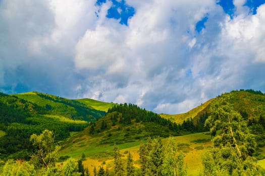 A picturesque natural landscape of a green mountain hills with spruce forest and grassy slope on it against white clouds sky at summer day.
